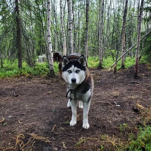 В МИРЕ ЖИВОТНЫХ 