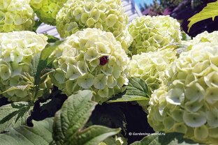 Декоративные кустарники