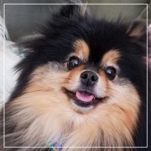 КОРМА для собак и кошек