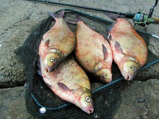 Секреты ловли