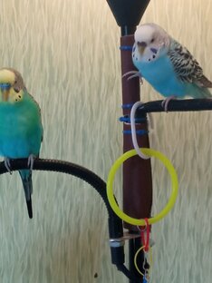 Наш знакомый попугайчик 