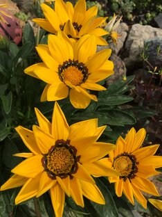 Цветы в саду