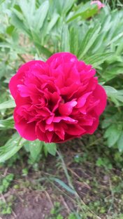 Наша жизнь на Кубани!