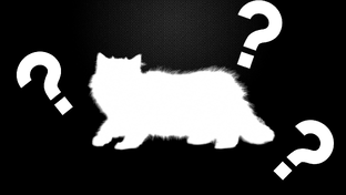 Самые коты в мире