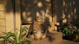 Для животных и про животных