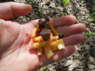 Весенние грибы