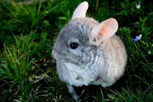 История Шиншилл