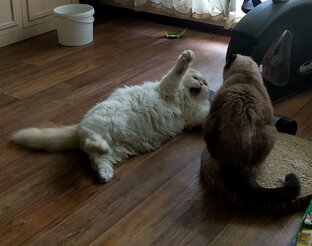 Тренировки боевых котиков😜