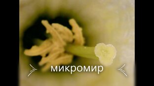 Мир под микроскопом