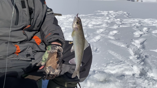 РЫБАЛКА НА МОРМЫШКУ СО ЛЬДА