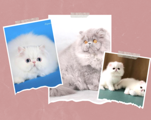 Породы и окрасы кошек