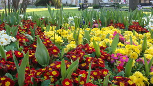 Домашние любимцы