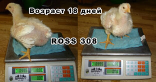 ВСЕ О МЯСНОМ БРОЙЛЕРЕ ROSS 308 