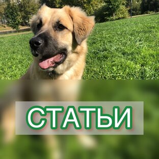 СТАТЬИ
