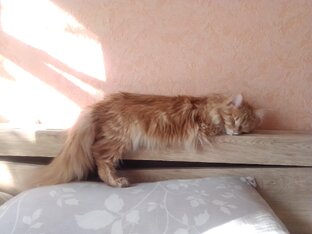 Лися и все,что с ней связано