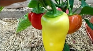 Здоровое земледелие в Сибири. 