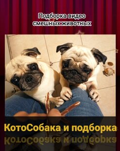 КотоСобака. Мопсихи Фиона и Басенька 😂👍