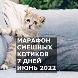 Марафон смешных котиков