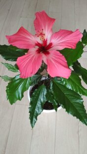 Продажа цветов