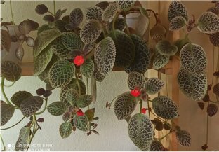 Растения. Всего понемногу.