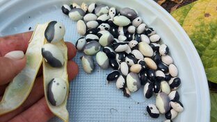 Мои необычные растения