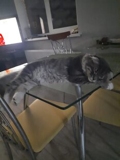 Кот Матроскин .