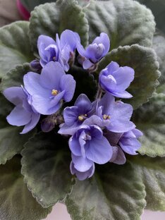 Фиалки/глоксинии