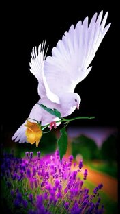 Тик ток Ролики