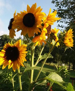 Однолетники