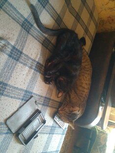 Как уютно умеют спать котики