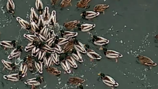 Природа Орла