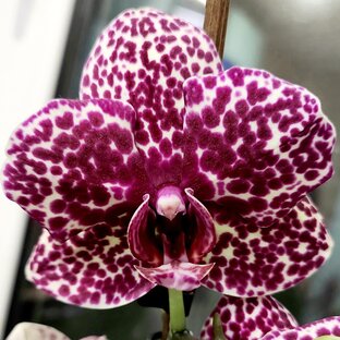 Орхидеи 🌺 Мои фаленопсисы 🤗