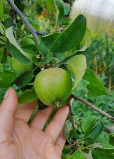 Плодовые деревья