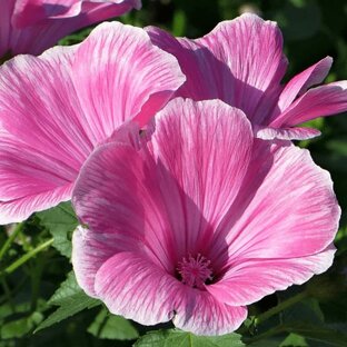 Однолетние цветы