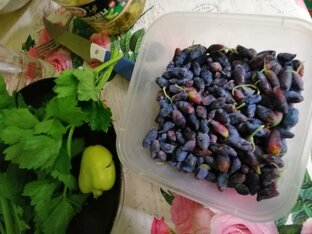 Плодовые кустарники и деревья севера 