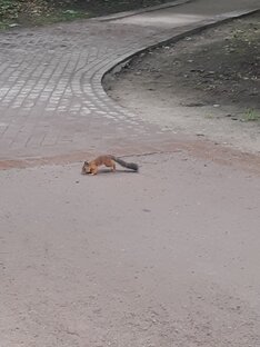 Дзен Заброшка статистика