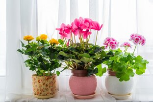 Логотип канала Записки цветовода