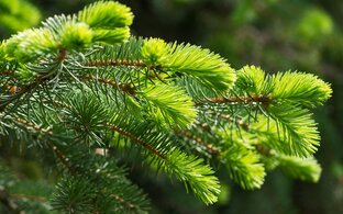 Дзен Ветка зелёная статистика