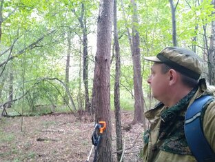 Статистика Дзен ЗОЛОТО МАККЕНЫ