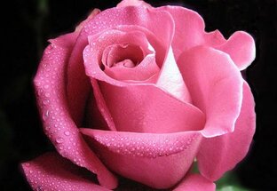 Статистика Дзен Светлана Абакарова