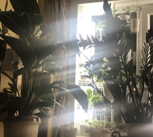 Дзен ЦВЕТОЧНАЯ ФЕЕРИЯ статистика