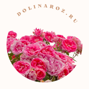 Статистика Дзен DolinaRoz.ru