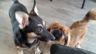 Дзен Я и моя хвостатая банда статистика