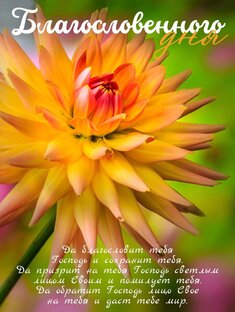 Дзен Ольга Т. статистика