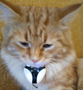 Дзен Котостриминг медиа статистика