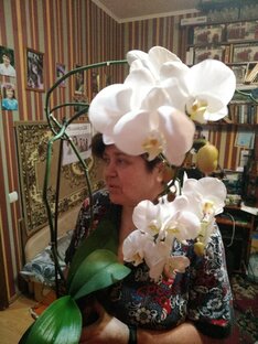 Логотип канала Дилетанты