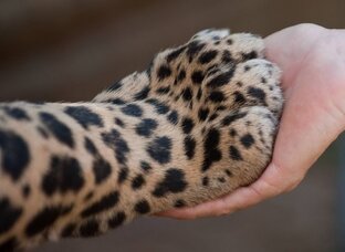 Дзен Де Матейар статистика