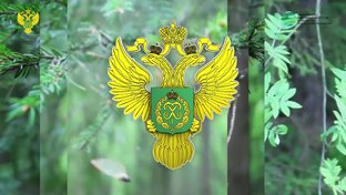Статистика Дзен СМИ ДЛХ по СФО