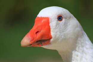 Дзен Anser Gus статистика
