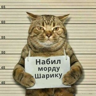 Дзен СТАТУС КВО статистика
